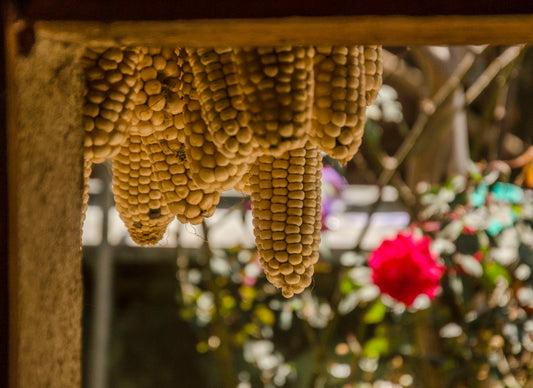 Elote Flavour