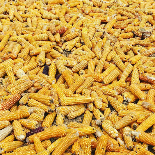 Maize: The Epicenter of Maya Culture