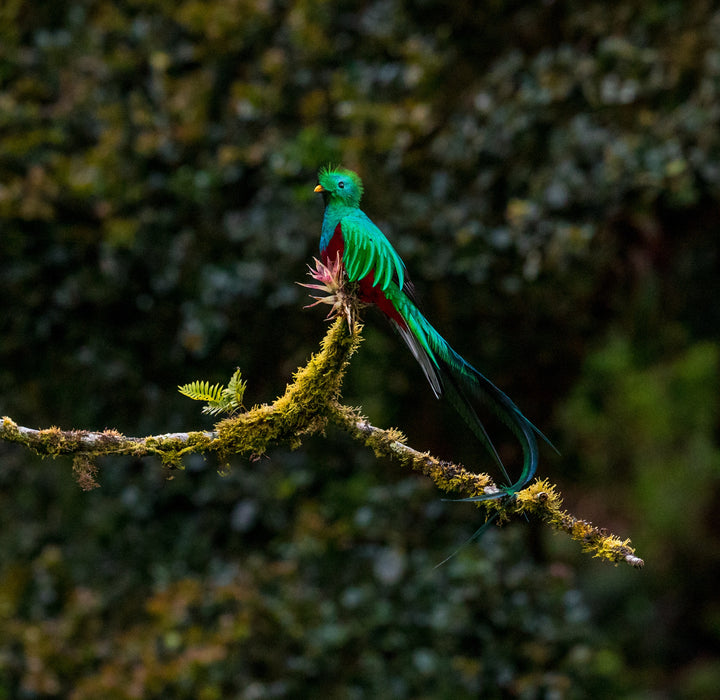 The Guatemalan Symbol of Freedom: The Resplendent Quetzal